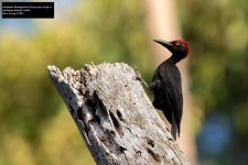 Andaman Woodpecker 2.jpg