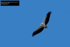 White-bellied Sea-Eagle.jpg