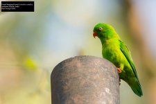 Vernal hanging-Parrot 2.jpg