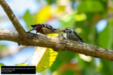Fulvous-breasted Woodpecker.jpg