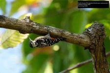 Fulvous-breasted Woodpecker 2.jpg