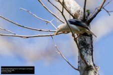 White-headed Starling.jpg