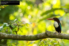 White-throated Kingfisher.jpg