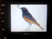 redstart-hengsha.jpg