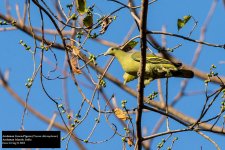 Andaman Green-Pigeon.jpg