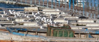 Black-tailed gulls.jpg