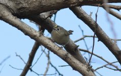 Goldcrest.jpg