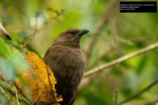 Andaman Coucal 2.jpg