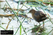 Baillon's Crake.jpg