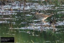 Pin-tailed Snipe.jpg