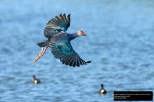 Purple Swamphen 3.jpg