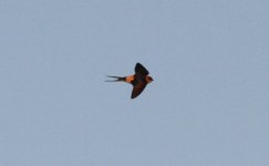 Red-rumped Swallow.jpg