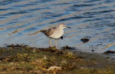 Wood Sandpiper.jpg