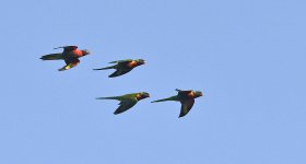 rainbow lorikeets flight WW D810 300PF_DSC2162.jpg