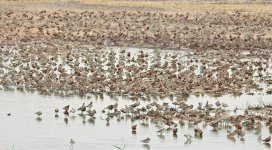 shorebirds breed roost MP P900DSCN3867.jpg