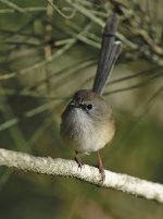 superb fairy wren M WW D810 300PF_DSC2247.jpg