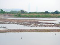 shorebirds breed roost MP P900 125mm DSCN3874.jpg