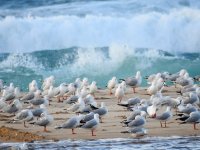 gulls beach LR Syd P900 2000mm DSCN0359.jpg