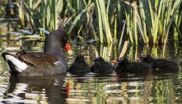 Moorhen A 2J4A1908.jpg