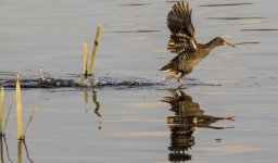 Water Rail A 2J4A2000.jpg