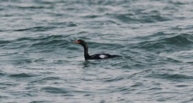 Pelagic Cormorant.jpg