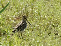 Snipe JPN 0323.JPG