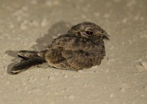 Nightjar, Stars-spotted - Awash NP 5 DH.JPG