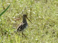 Snipe JPN 0325.JPG