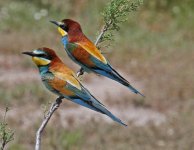 Bee-eaters merops apiaster  2 Tsiknias River Lesvos  15051415052014_LQ.jpg