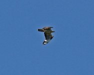 Buzzard Honey Buzzard (Pernis apivorus) 2  Agriosikos 22051422052014_LQ.jpg