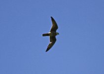 Eleonoras Falcon (Falco eleonorae) 1 Agriosikos Filia 22051422052014_LQ.jpg