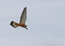 Kestrel lesser kestrel falco naumanni Faneromeni Lesvos  140514.jpg