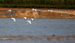 Black-faced Spoonbill (3).JPG