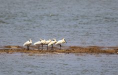 Black-faced Spoonbill 87b.JPG