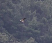 Montagu's Harrier (Circus pygargus) 1 near  Skamioudi  10051410052014_LQ.jpg