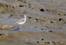 Common Greenshank.JPG