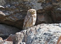 Owl Little Owl Athene noctua 1 Perasma Petri Reservoir  23051423052014_LQ.jpg