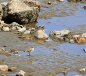 Kentish Plover.JPG