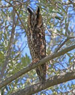 Owl Long-eared Owl asio otus a Papania Lesvos 05051405052014_LQ.jpg