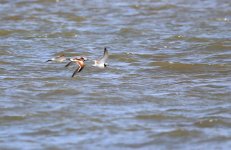 Ruddy Turnstone and Terek Sandpiper.JPG