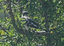 Great spotted cuckoo (Clamator glandarius) a Persama  18051318052014_LQ.jpg