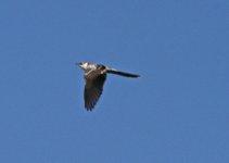 great spotted cuckoo (Clamator glandarius) 7 Persama  18051318052014_LQ.jpg
