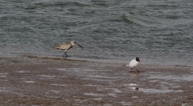 Far Eastern Curlew.jpg