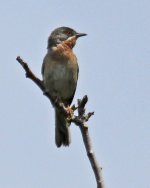 Warbler Subalpine Warbler (Sylvia cantillans) 1 Perasma Petra Resvoir  12051412052014_LQ.jpg