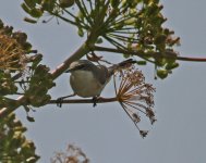 Warbler Eastern Orphean Warbler (Sylvia crassirostris) Faneromeni 04051304052014_LQ.jpg