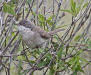 Lesser Whitethroat  sylivia curruca Meledia Valley Chapel 09051409052014_LQ.jpg