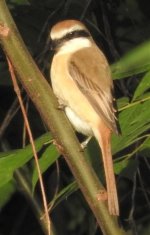 brownshrike1.jpg