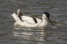 Avocet.jpg