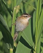 Warbler Sedge Warbler (Acrocephalus schoenobaenus) 4 Anaxos River  08051408052014_LQ.jpg