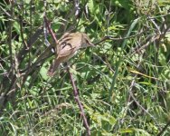 a Great Reed Warbler (Acrocephalus arundinaceus) Meledia Valley Ford 070514.jpg